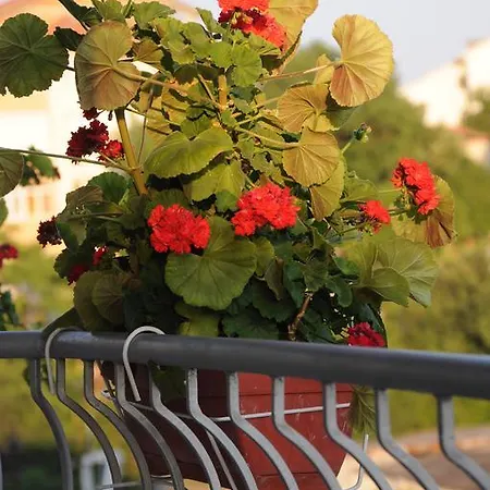 Babeva 3* 스베티 블라스