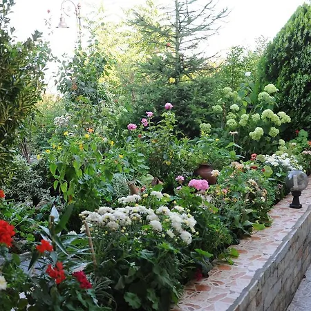 Babeva 스베티 블라스