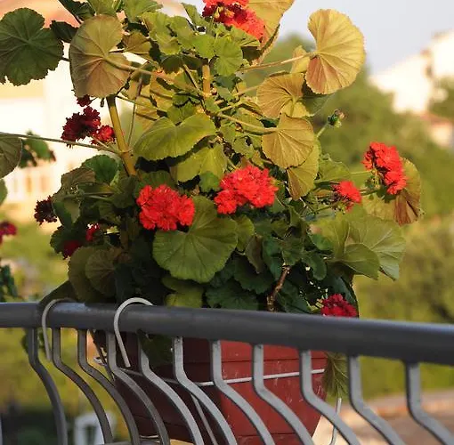 бабева 3* Свети Влас